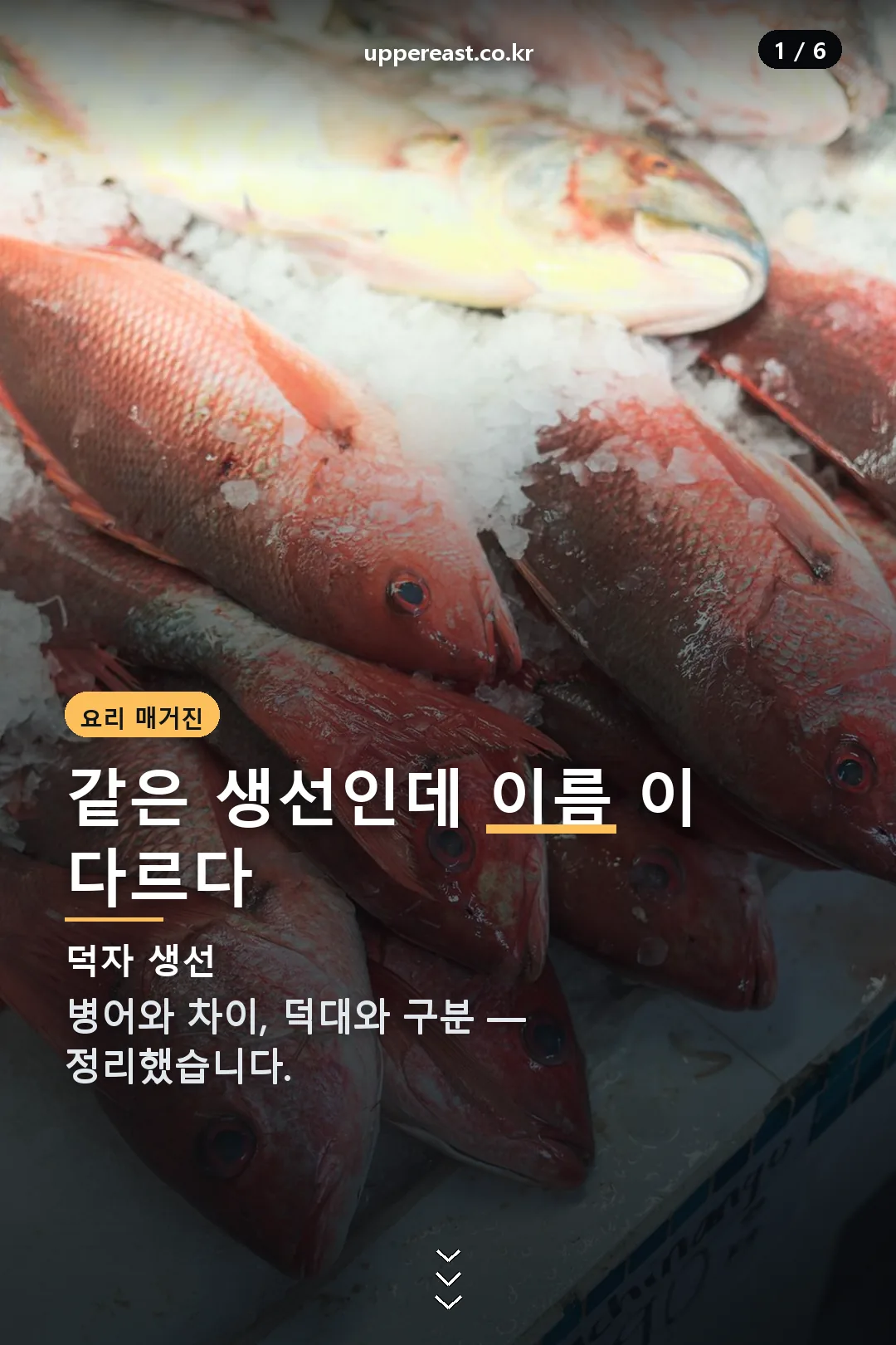 덕자 생선 표지