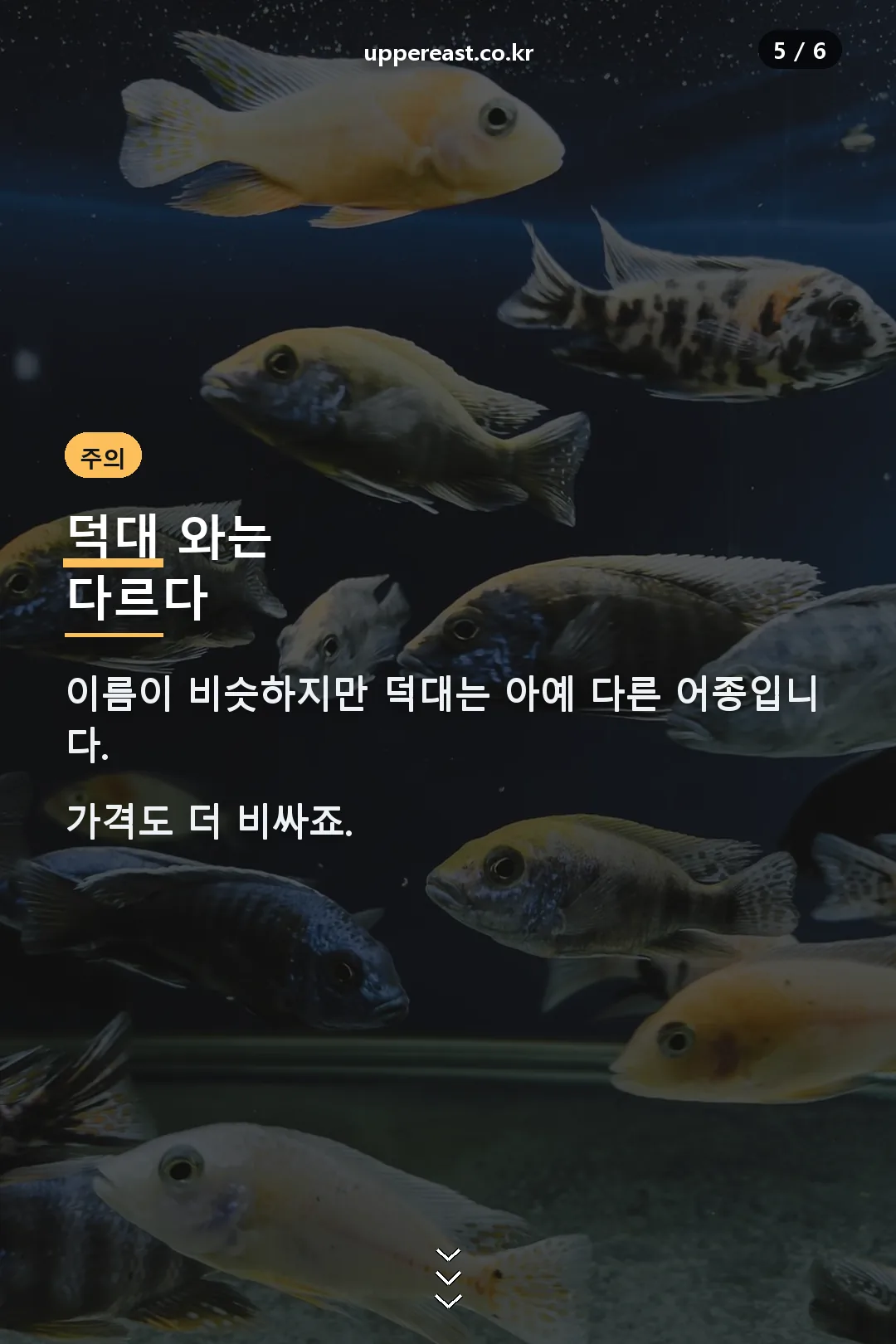 덕대와 구분