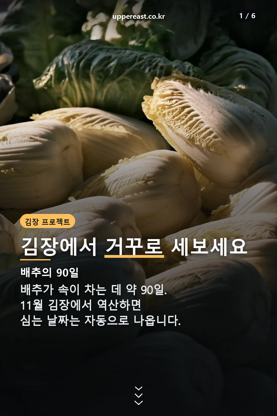 김장배추 심는시기 표지