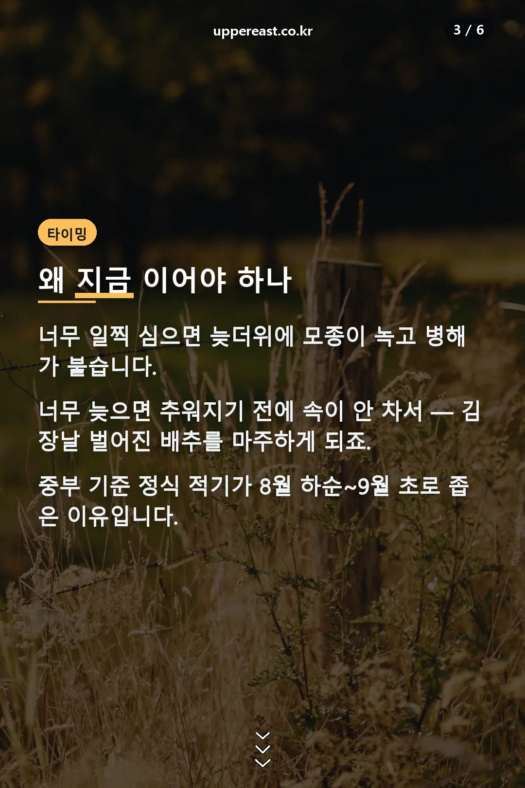 배추 심기 타이밍
