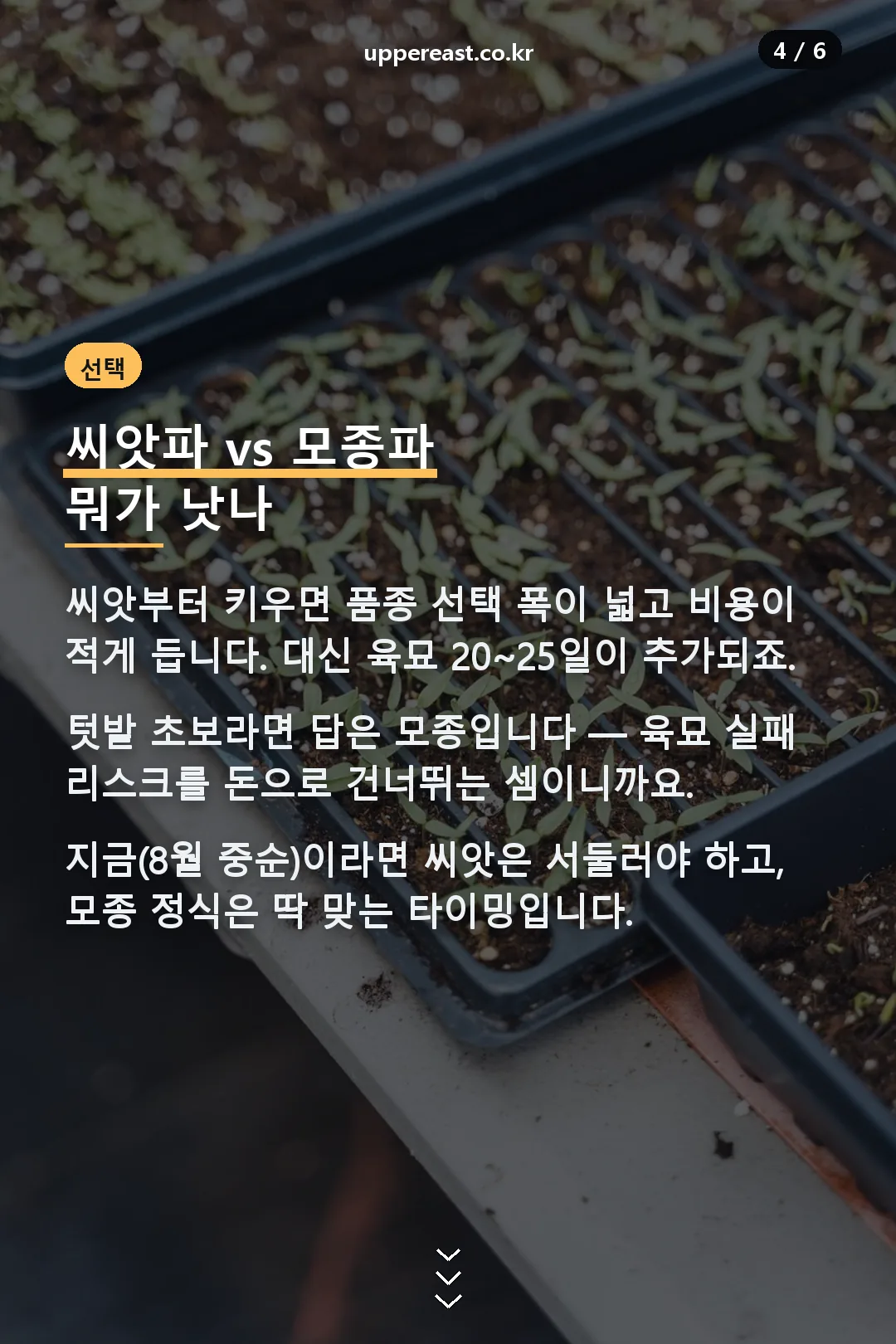 씨앗과 모종 비교