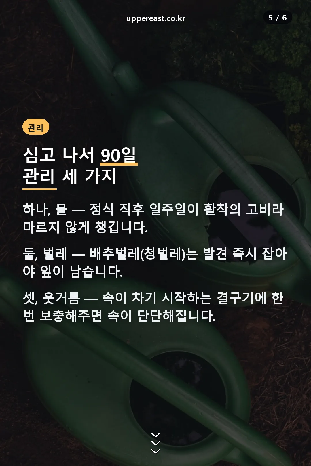 배추 90일 관리