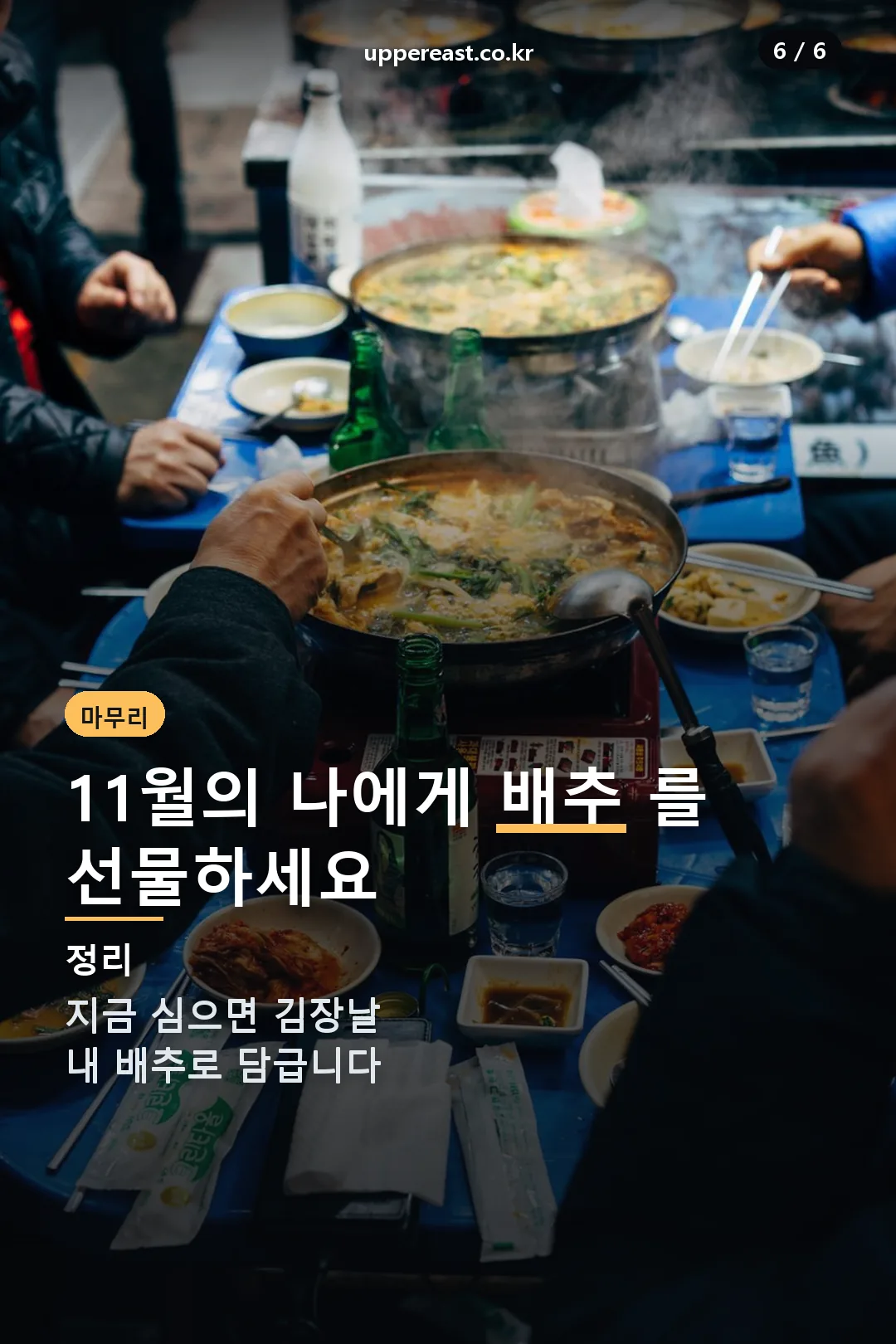 김장배추 마무리