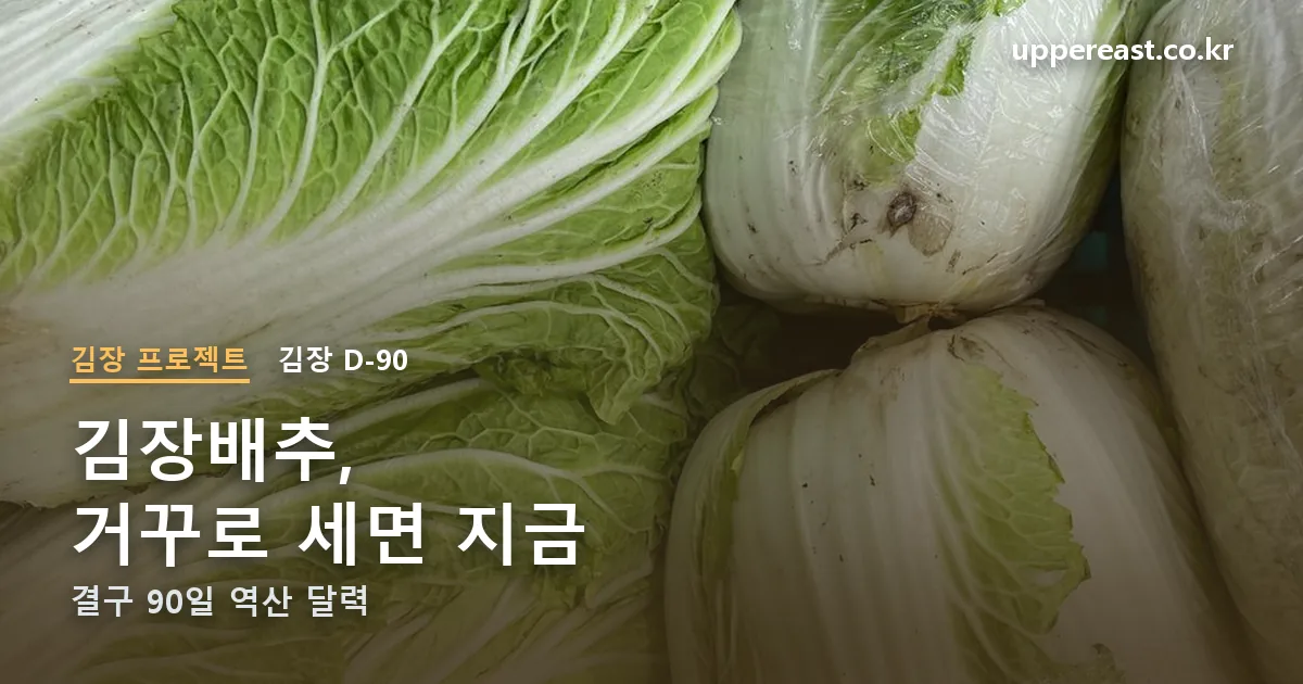 김장배추 심는시기 정리 썸네일