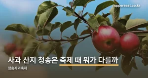 청송사과축제 2026 — 11월 4~8일 청송, 체험·전시 프로그램 정리