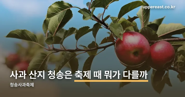 청송사과축제 정리 썸네일